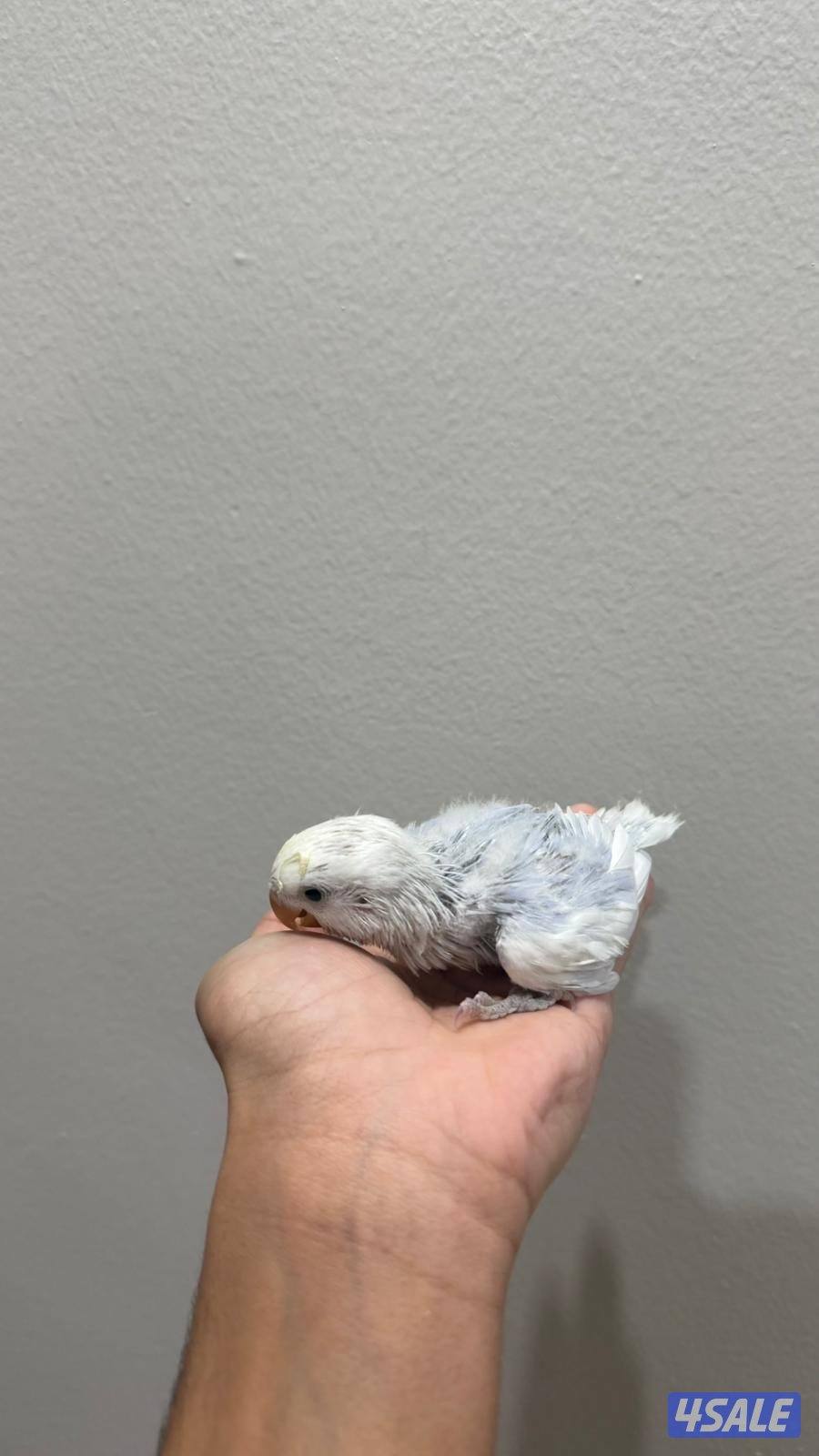 فروخ لوف بيرد صحه ونظافة شرط0