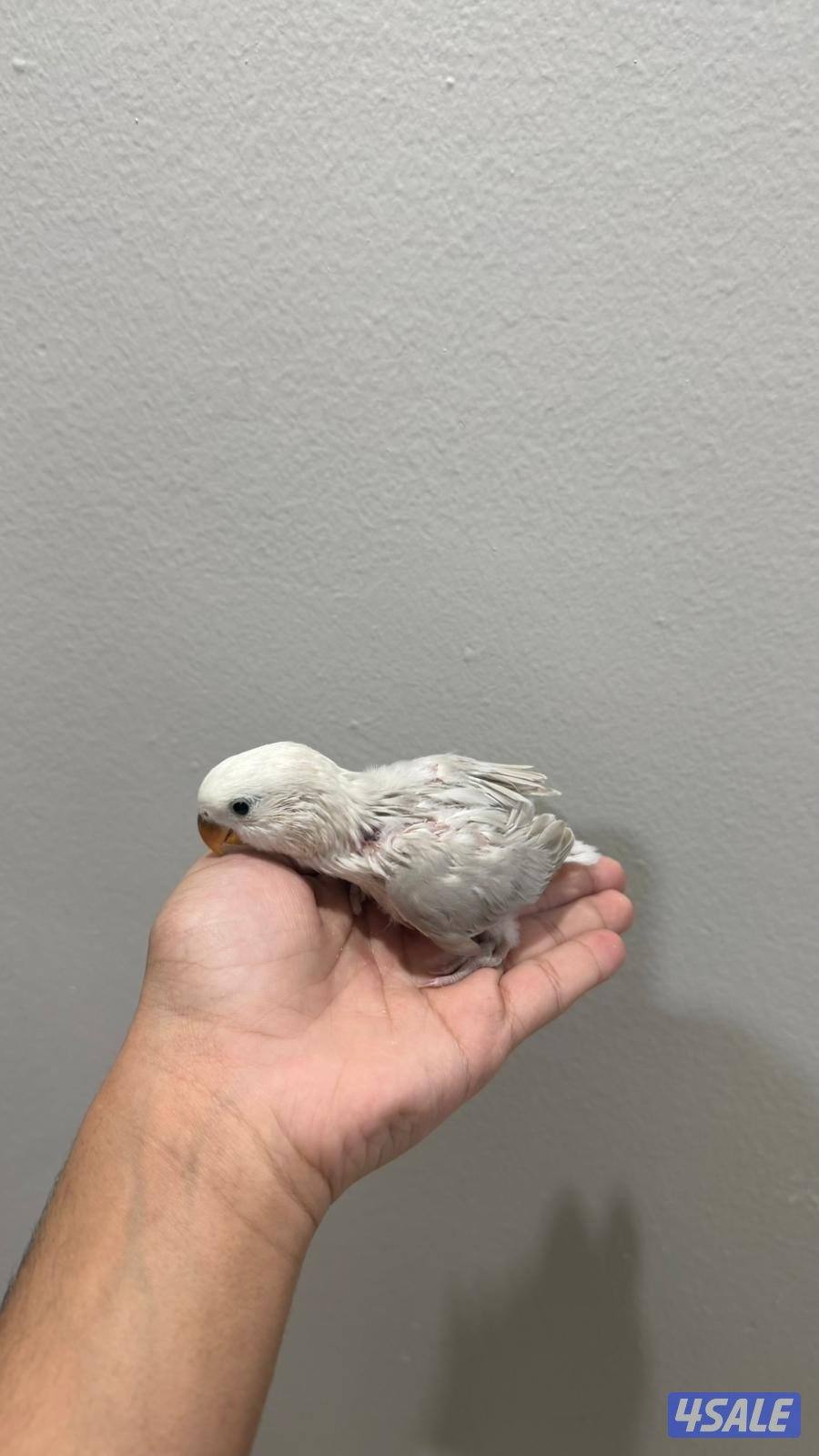 فروخ لوف بيرد صحه ونظافة شرط1