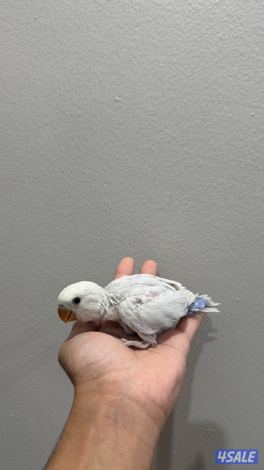 فروخ لوف بيرد صحه ونظافة شرط2