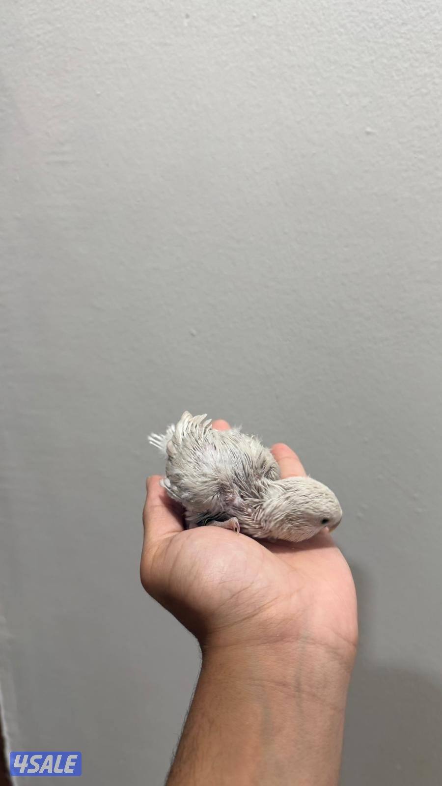 فروخ لوف بيرد صحه ونظافة شرط3