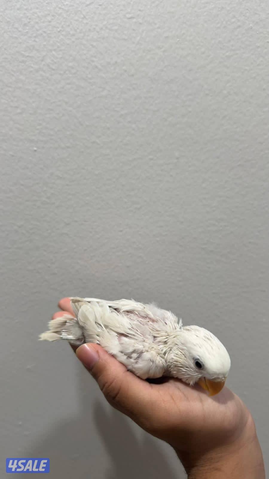 فروخ لوف بيرد صحه ونظافة شرط4