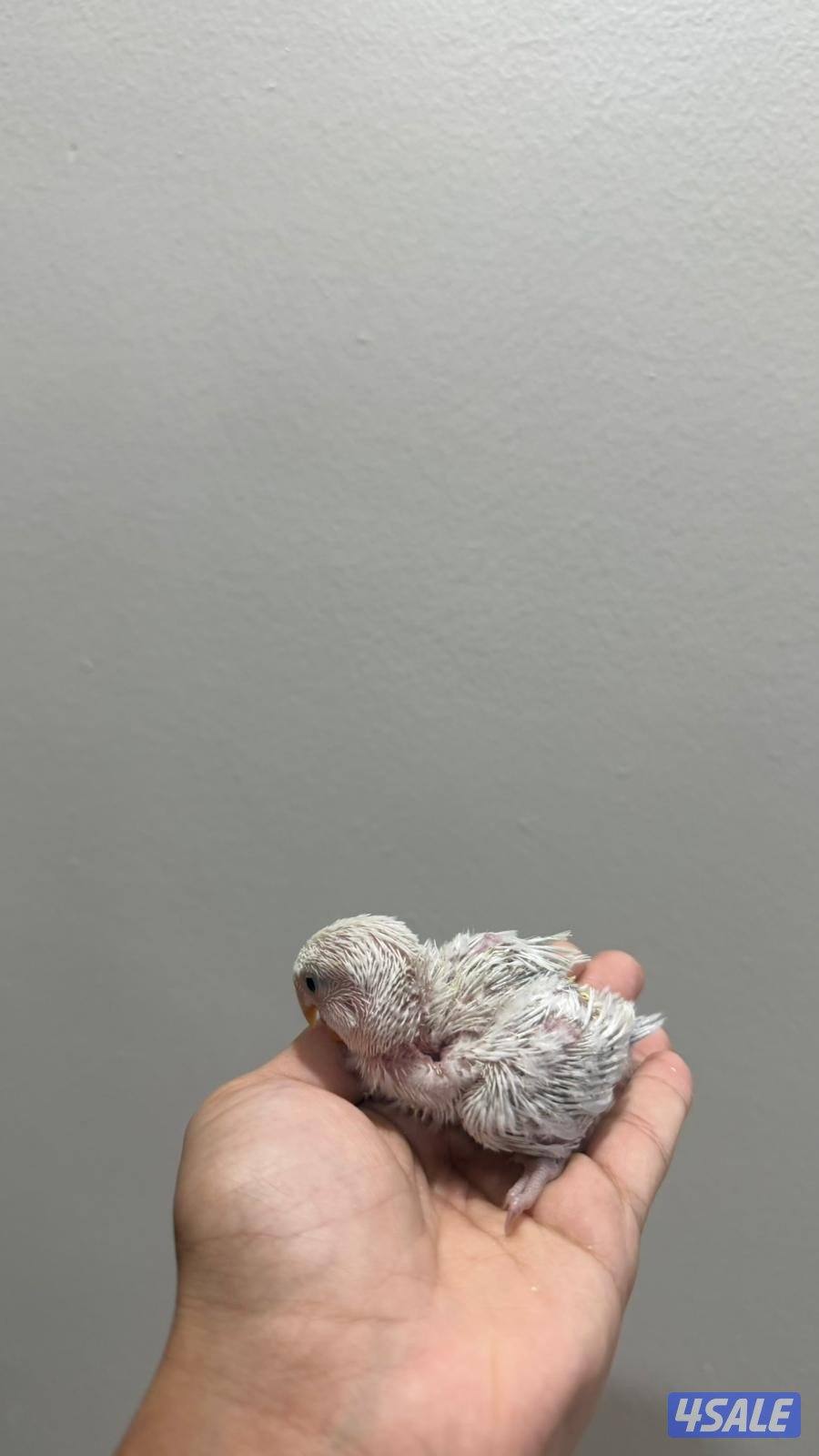 فروخ لوف بيرد صحه ونظافة شرط5