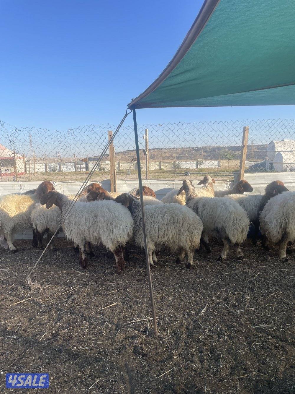 للبيع غنم نعيم العدد٢٨ راس سن وديد طيبه0
