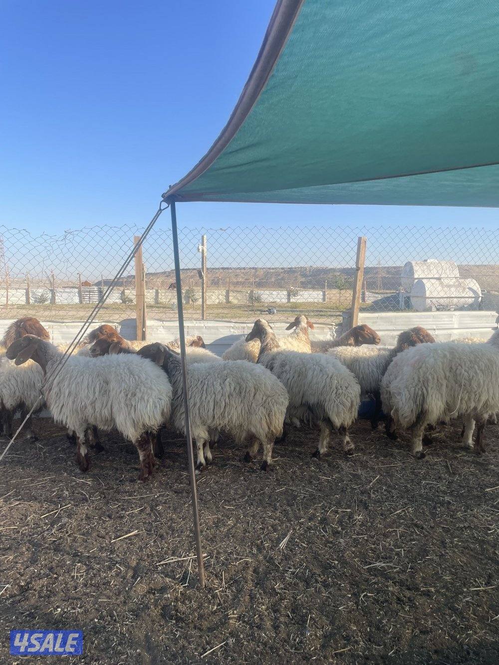 للبيع غنم نعيم العدد٢٨ راس سن وديد طيبه1