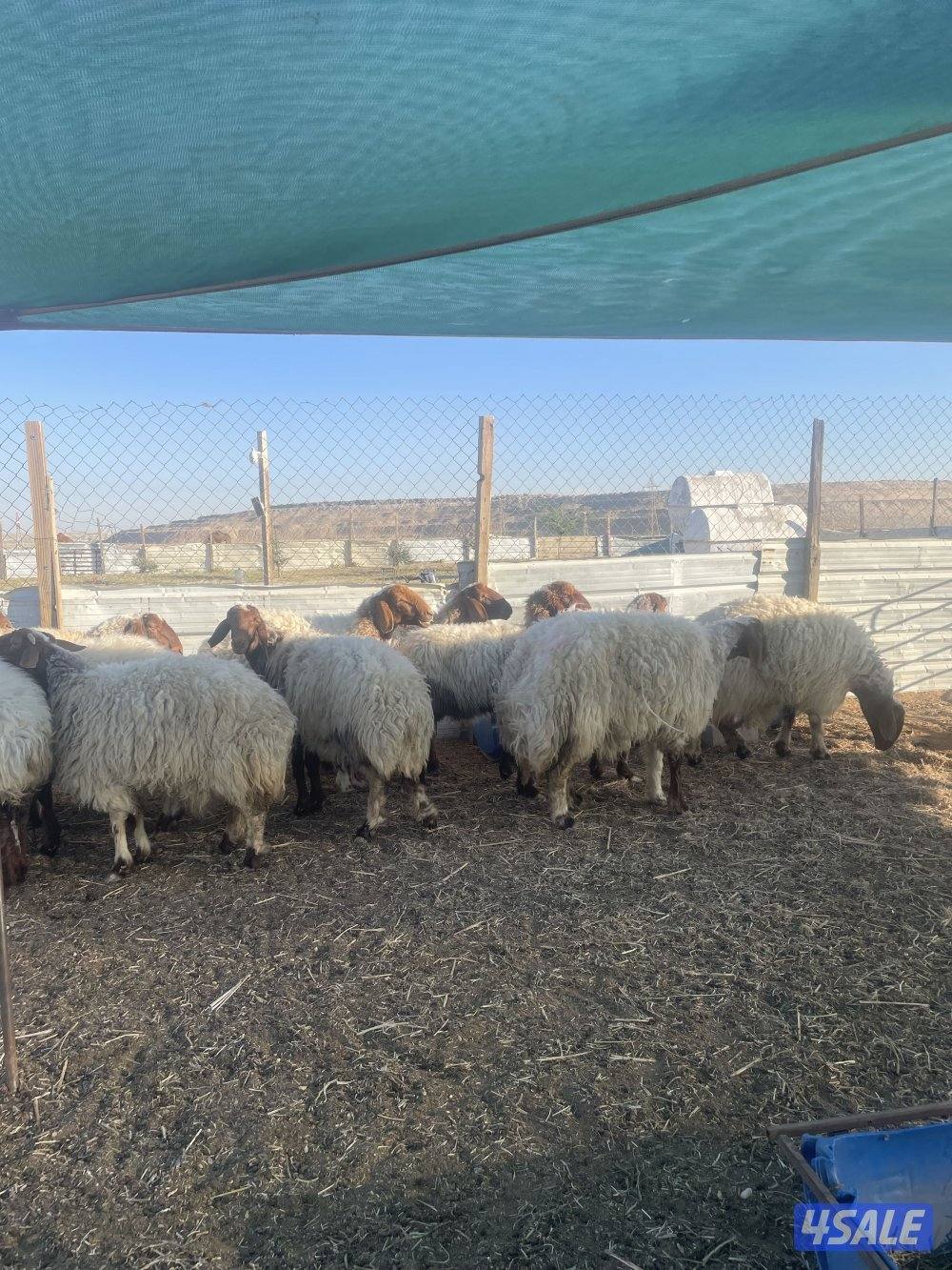 للبيع غنم نعيم العدد٢٨ راس سن وديد طيبه2