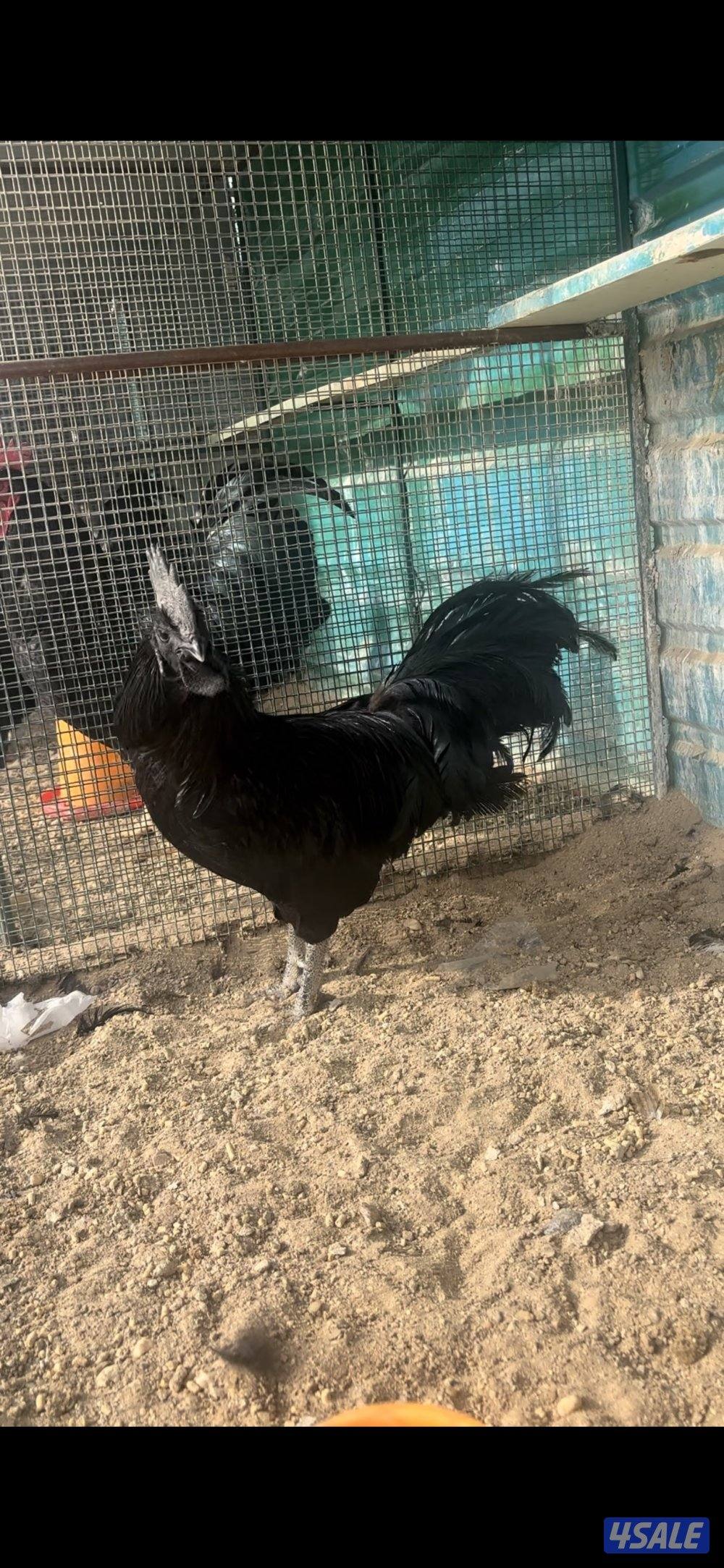 ديك اندونيسي بيور2