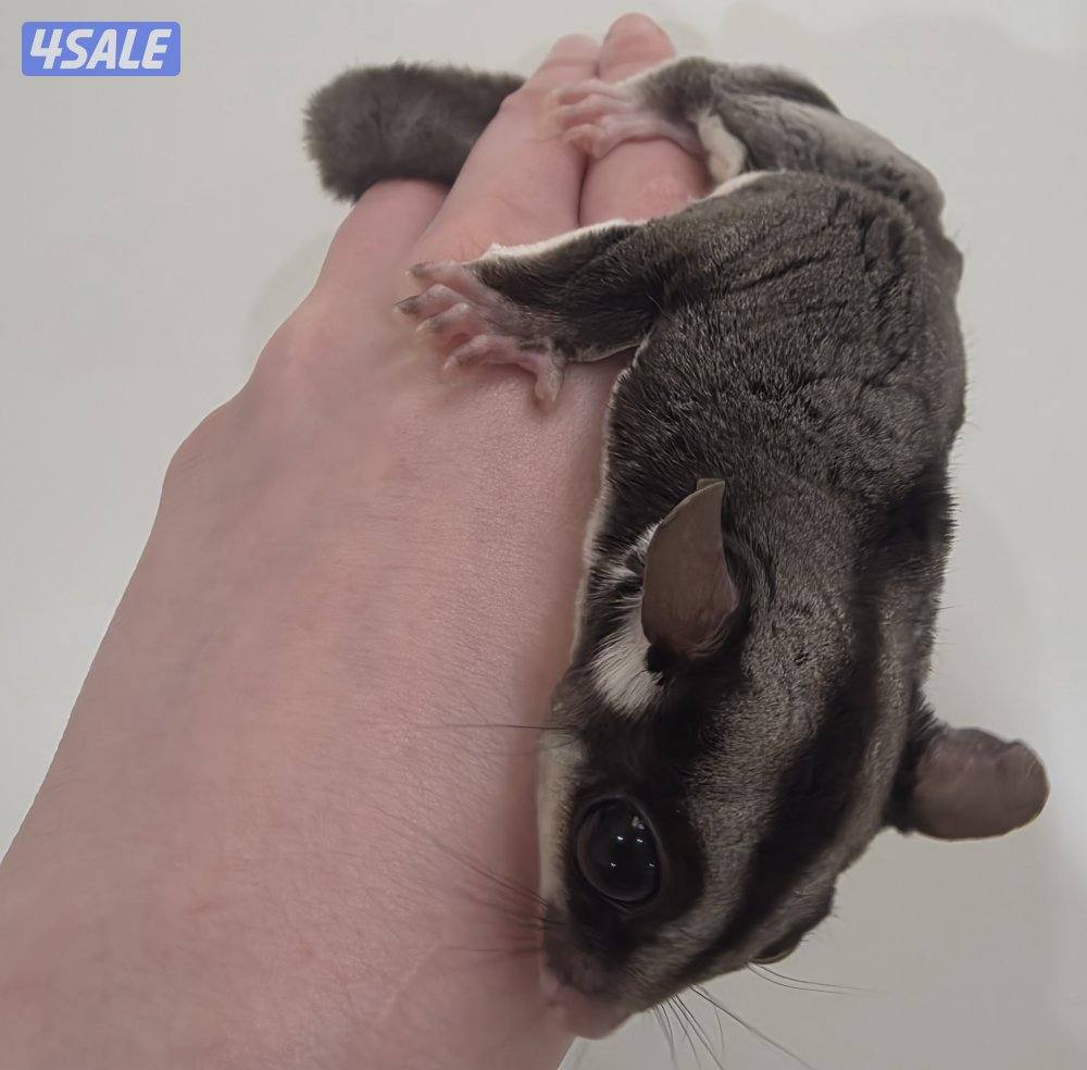 شوقر قلايدر للبيع sugerglider for sale0