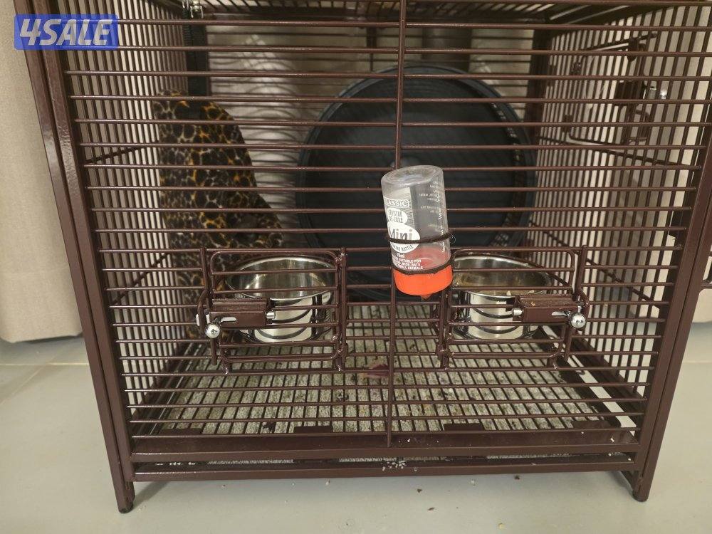 شوقر قلايدر للبيع sugerglider for sale1