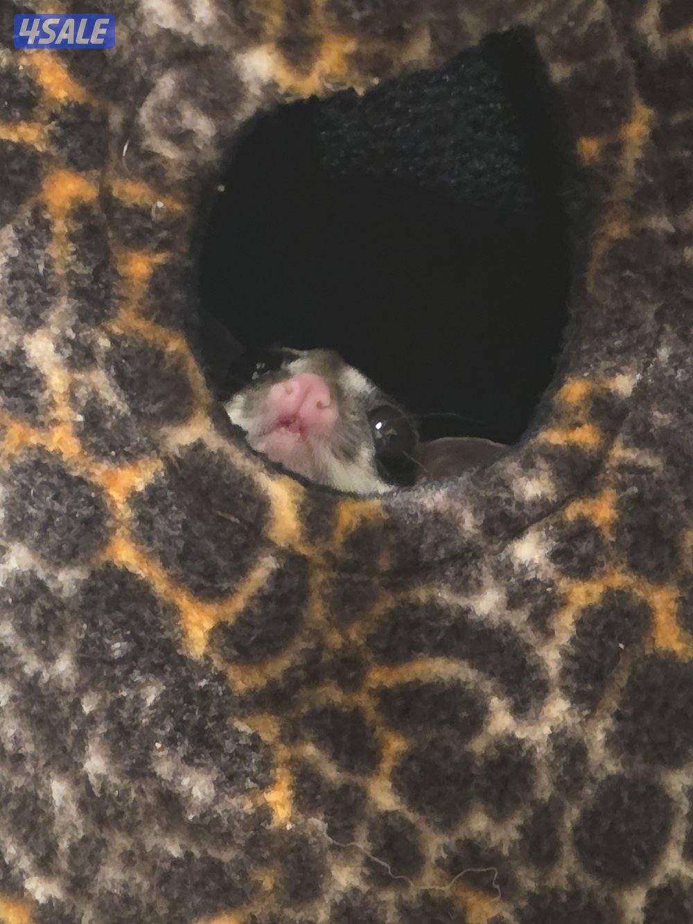 شوقر قلايدر للبيع sugerglider for sale2