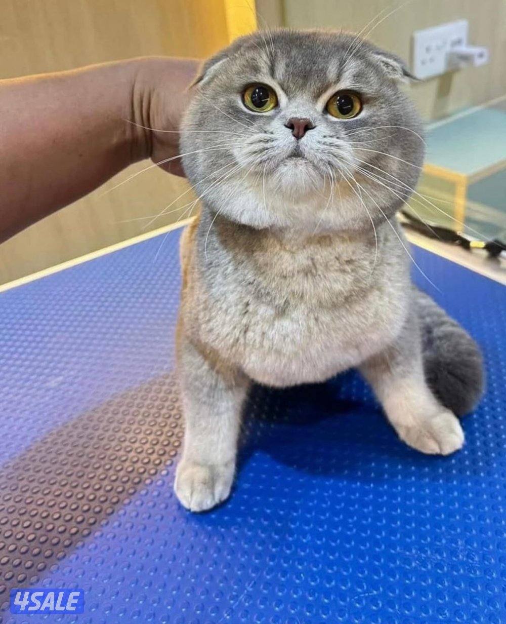 Adoption تبني قط سكوتش فولد0