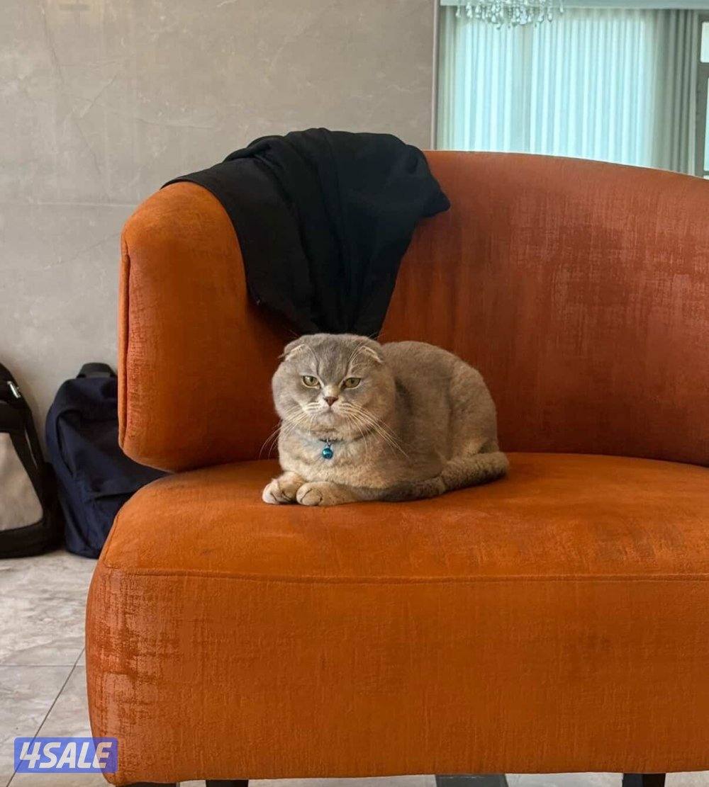 Adoption تبني قط سكوتش فولد1