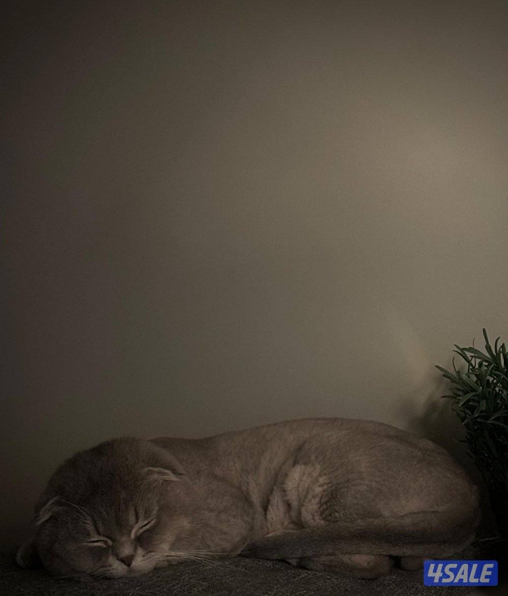 Adoption تبني قط سكوتش فولد2