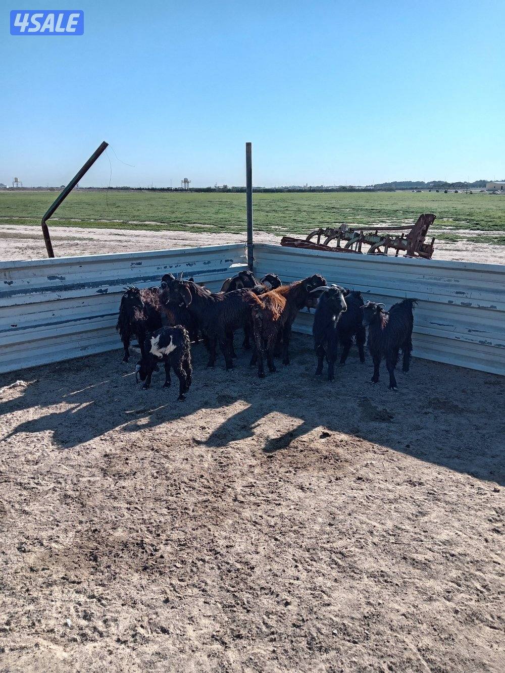 للبيع تيوس عدد 110