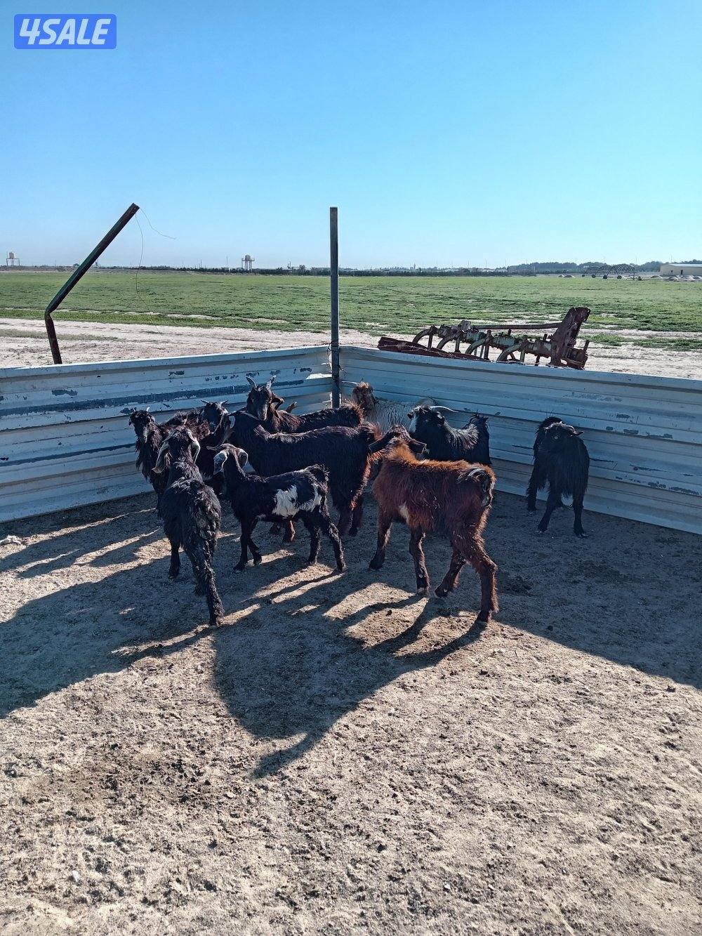 للبيع تيوس عدد 111