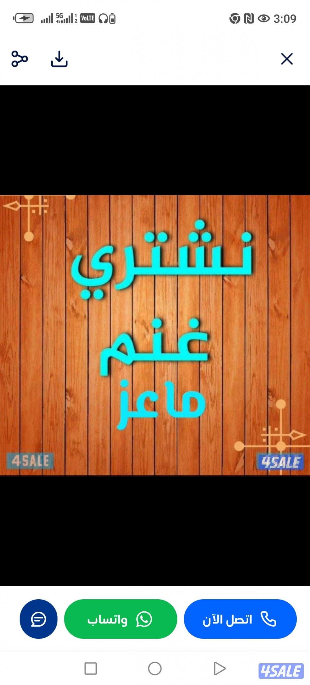 نشتري جميع انواع الحلال غنم معزا طليان0