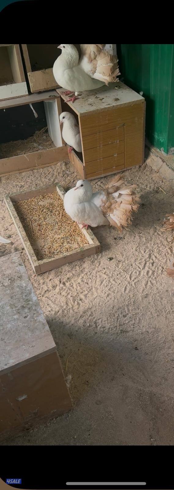للبيع حمام شماسي منتجين خمس ازواج ( البيع على السوم )0
