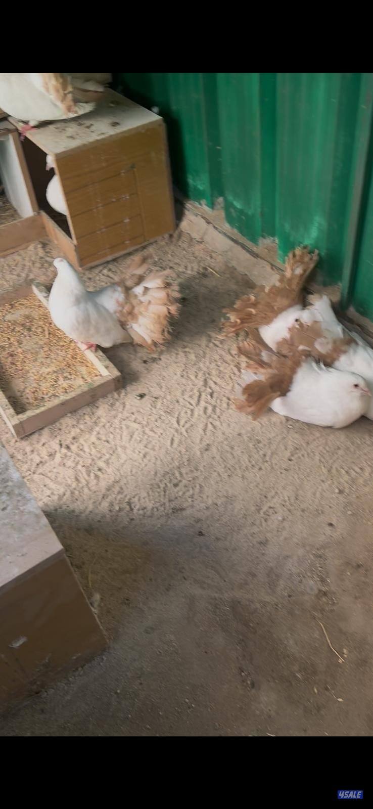 للبيع حمام شماسي منتجين خمس ازواج ( البيع على السوم )1