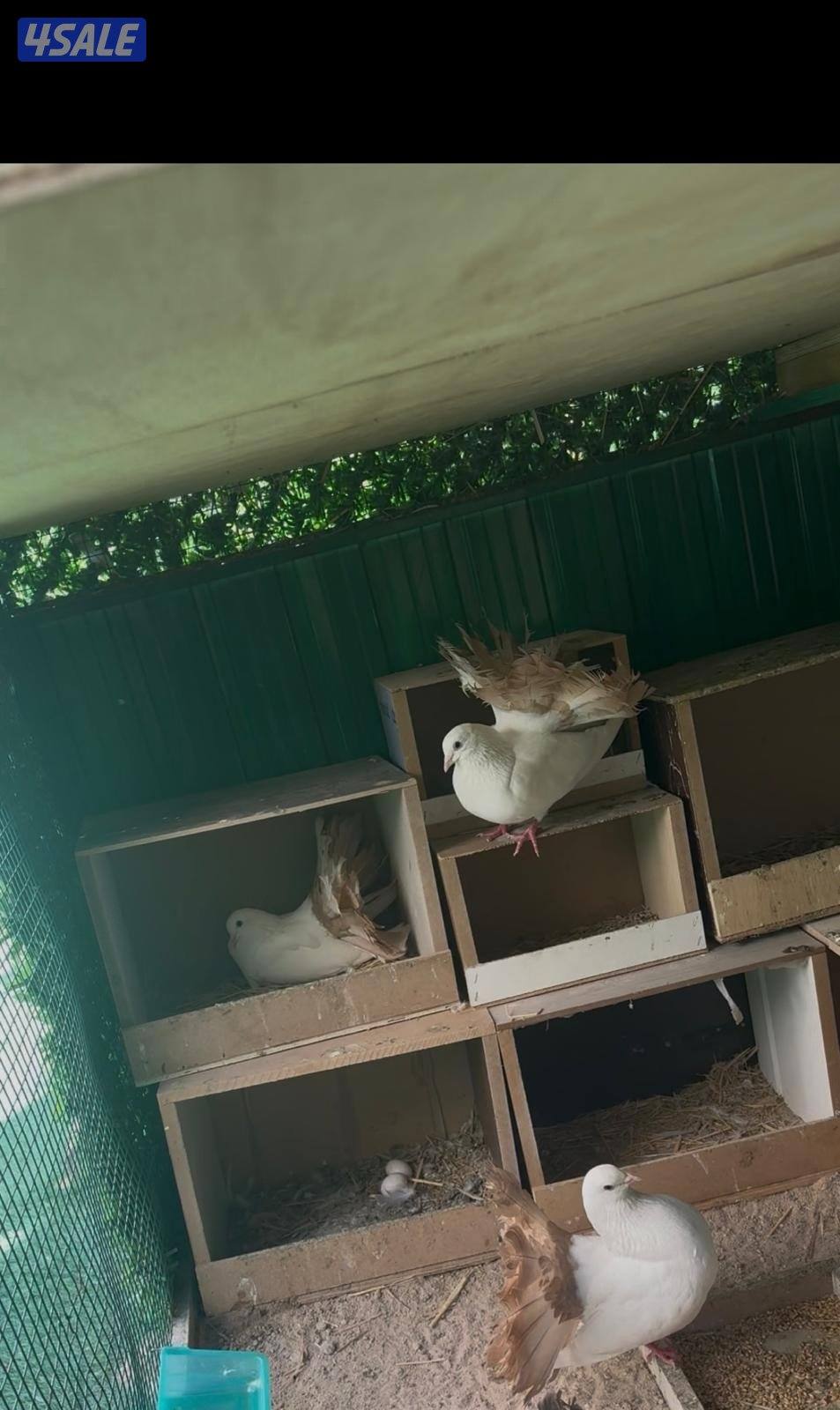 للبيع حمام شماسي منتجين خمس ازواج ( البيع على السوم )2