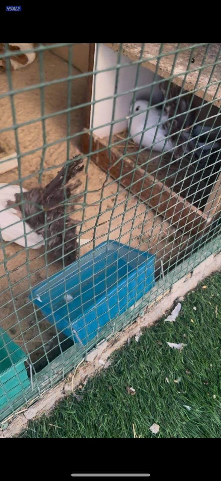 للبيع حمام شماسي منتجين خمس ازواج ( البيع على السوم )3