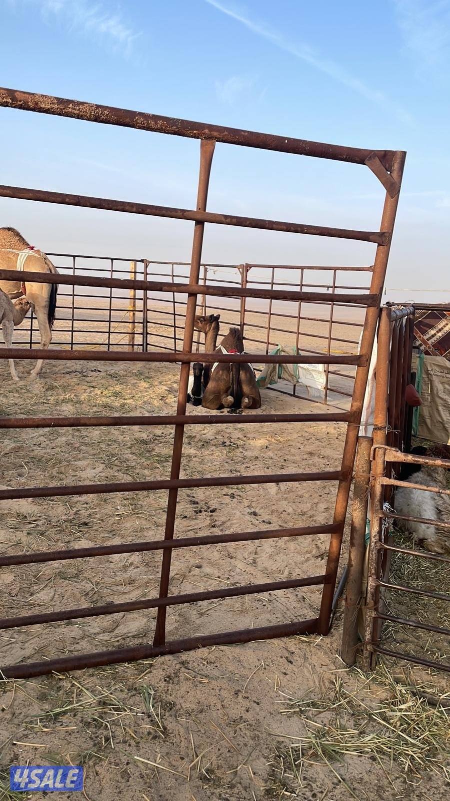 ناقه هديه ميت احوارها0