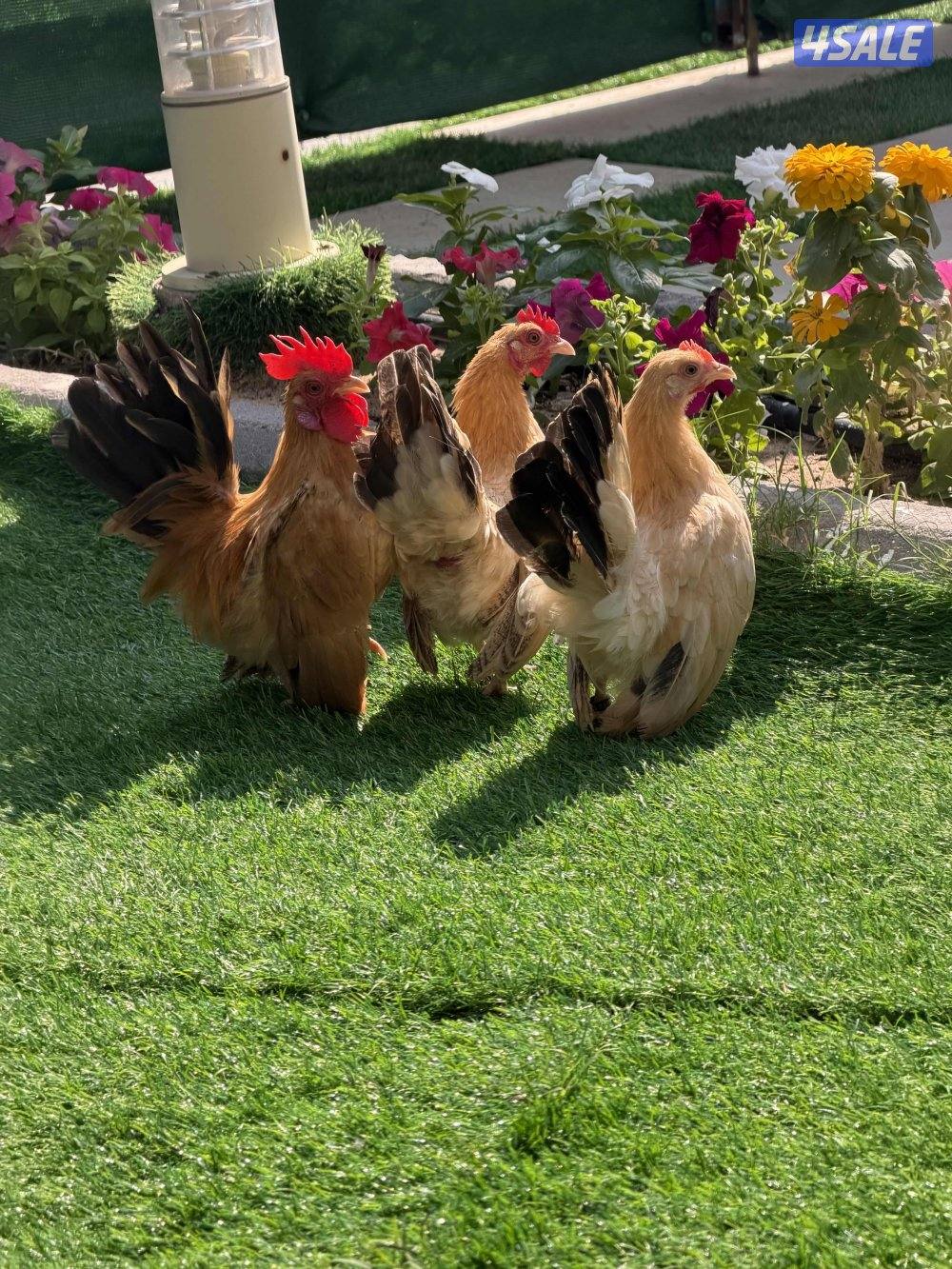 للبع فروخ دجاج زواحف0