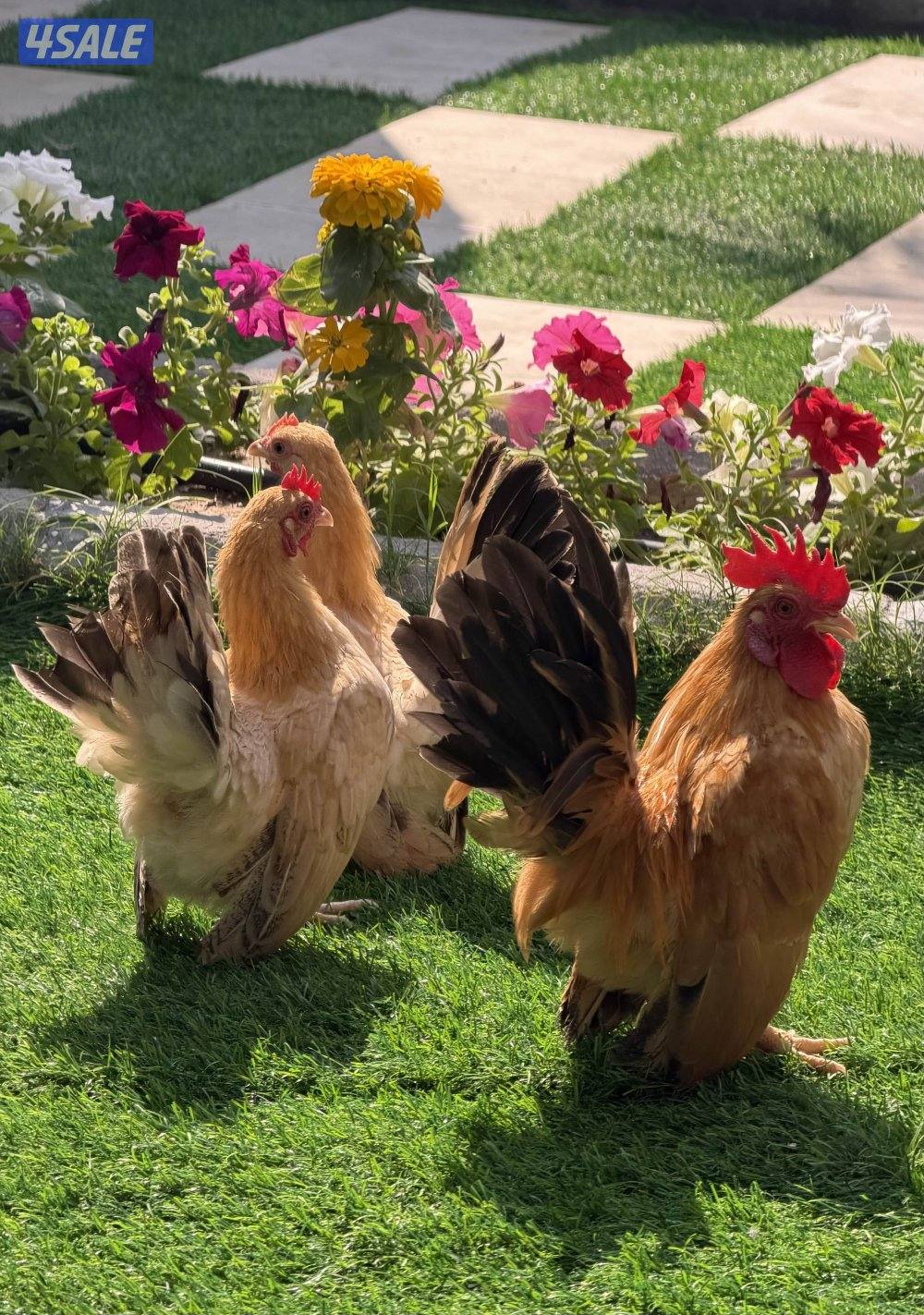 للبع فروخ دجاج زواحف1