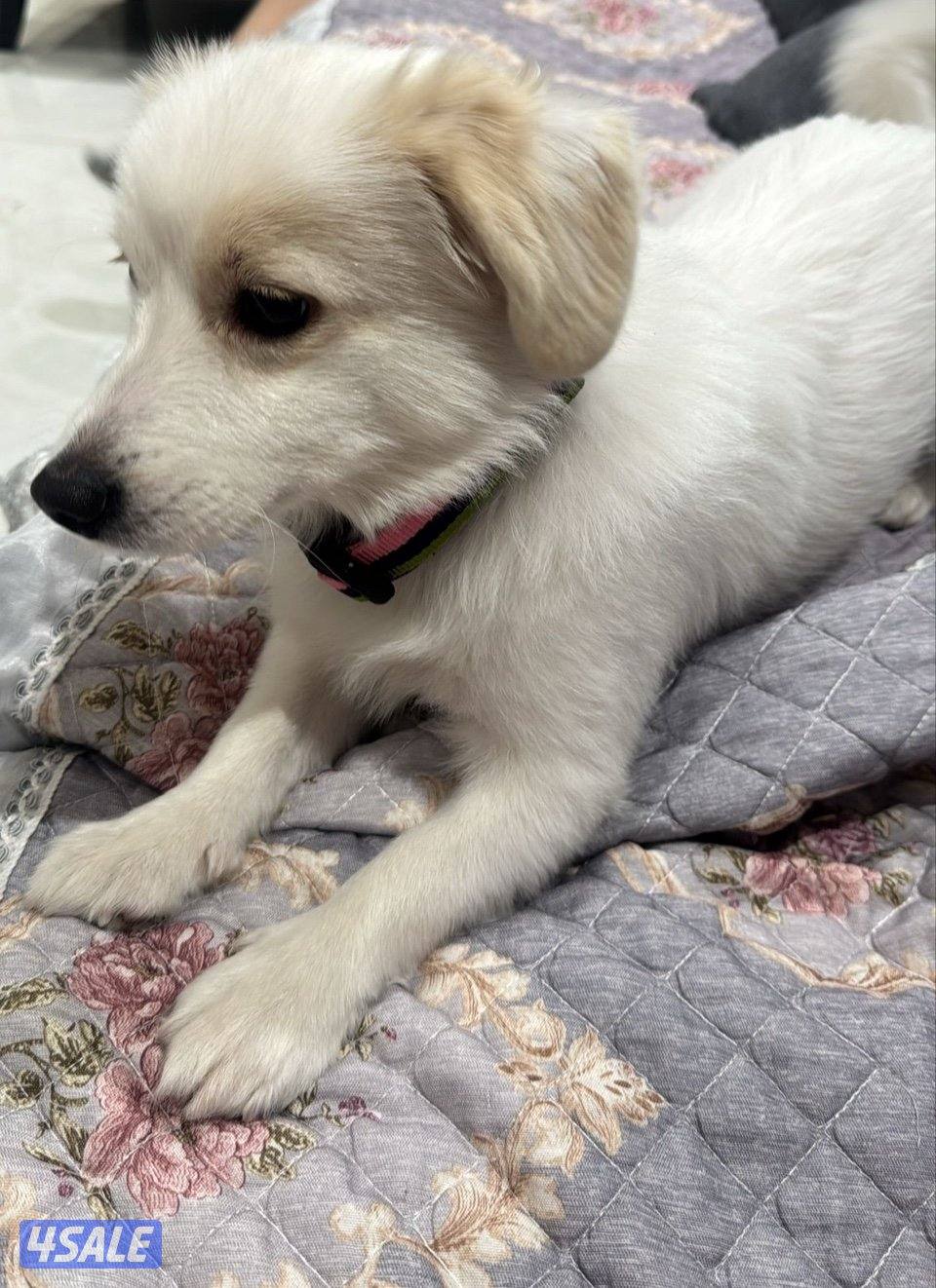 كلب للتبني مطعم جوازه معاه1