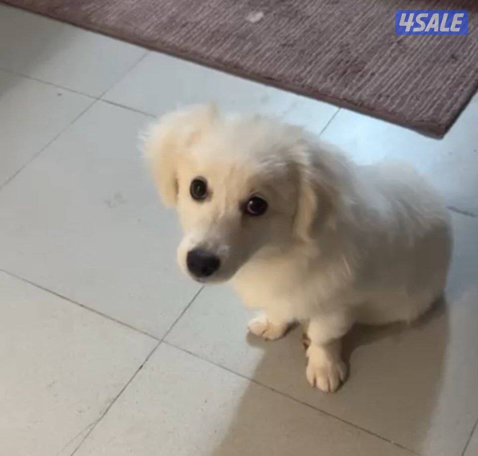 كلب للتبني مطعم جوازه معاه0