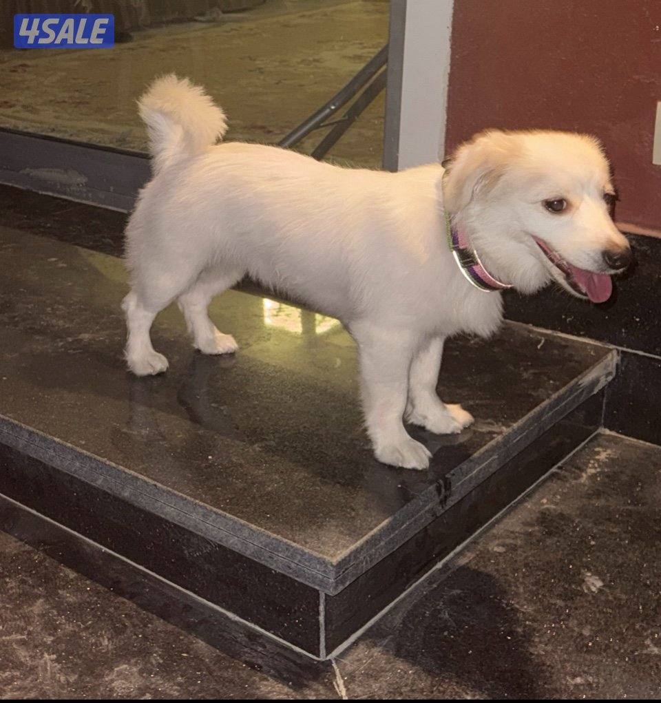 كلب للتبني مطعم جوازه معاه2