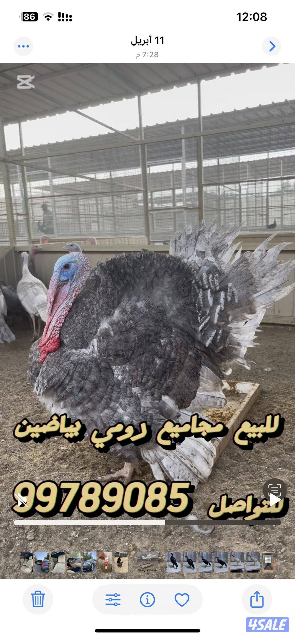 رومي للبيع0