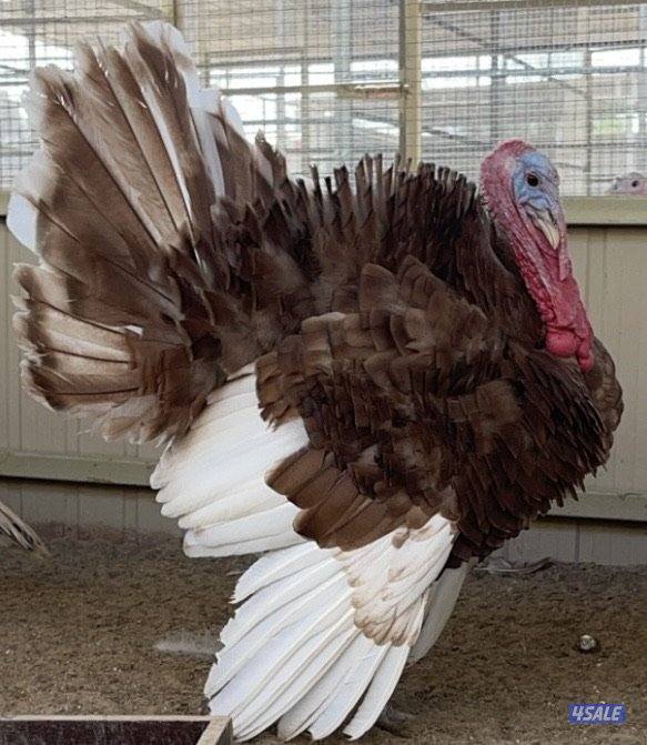 رومي للبيع1