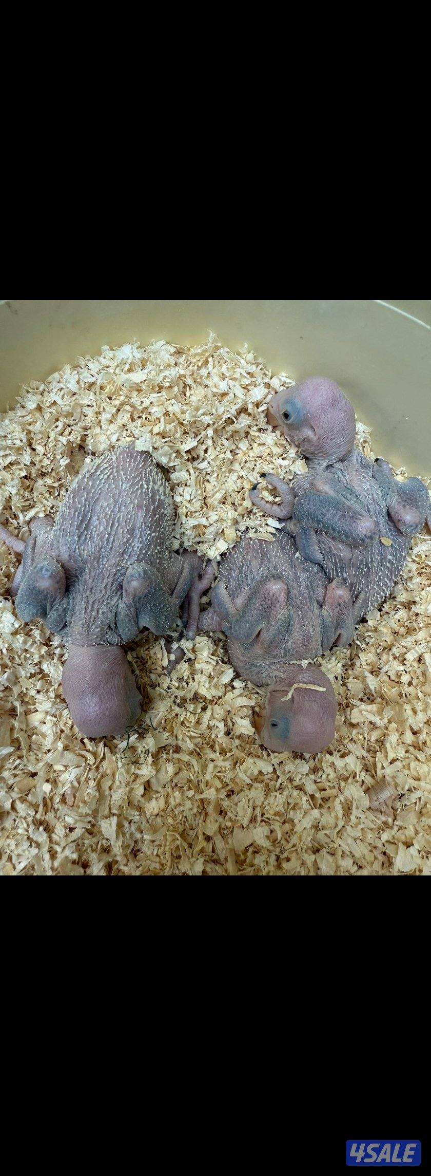 للبيع وللجادين فروخ بيبي متوه نيبالي أنتاج الكويت الحبه ٥٠ دينار0