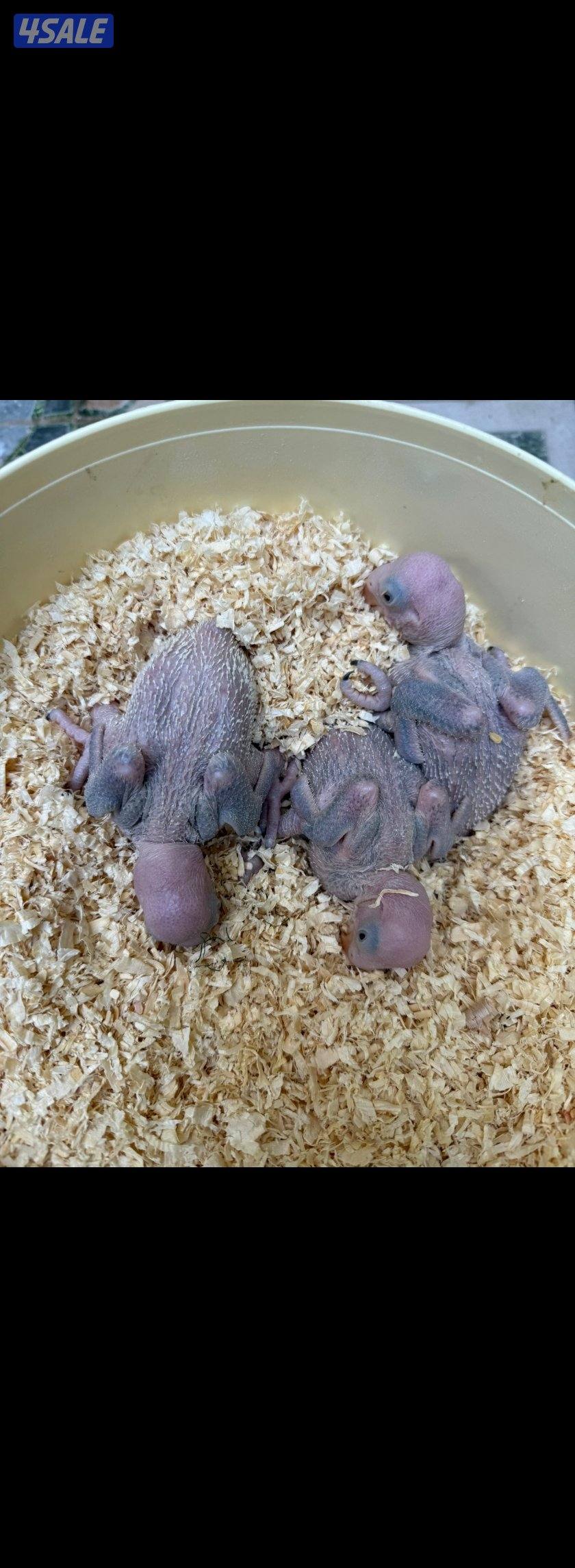 للبيع وللجادين فروخ بيبي متوه نيبالي أنتاج الكويت الحبه ٥٠ دينار1