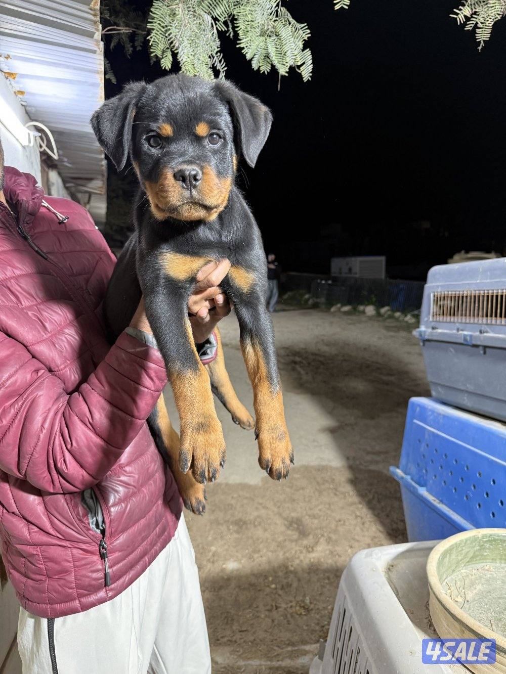 للبيع يراوه روت وايلر0