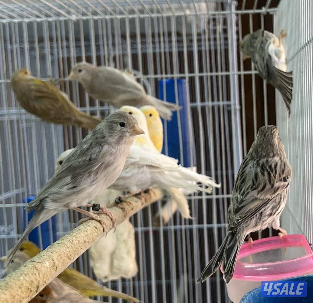 كناري اسباني اناثي انتاج ٢٠٢٥ جاهزين للانتاج الاستلام من كبد0