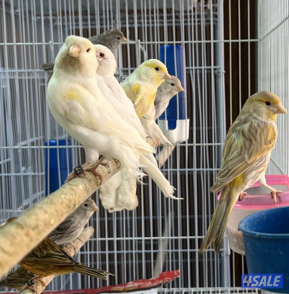 كناري اسباني اناثي انتاج ٢٠٢٥ جاهزين للانتاج الاستلام من كبد1