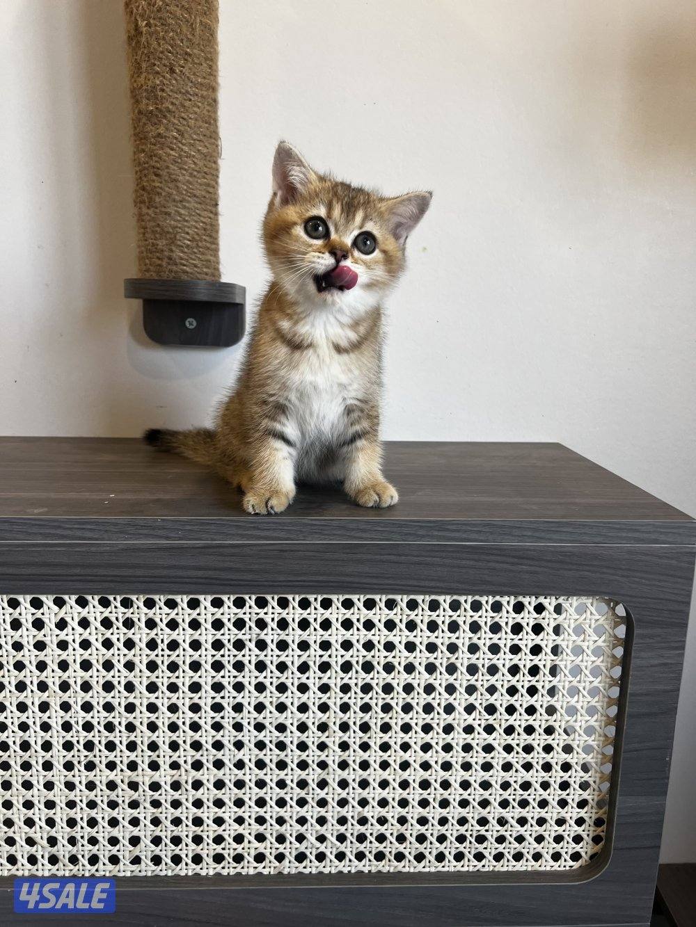 سكوتش ستريت من اب وام مسجلين1