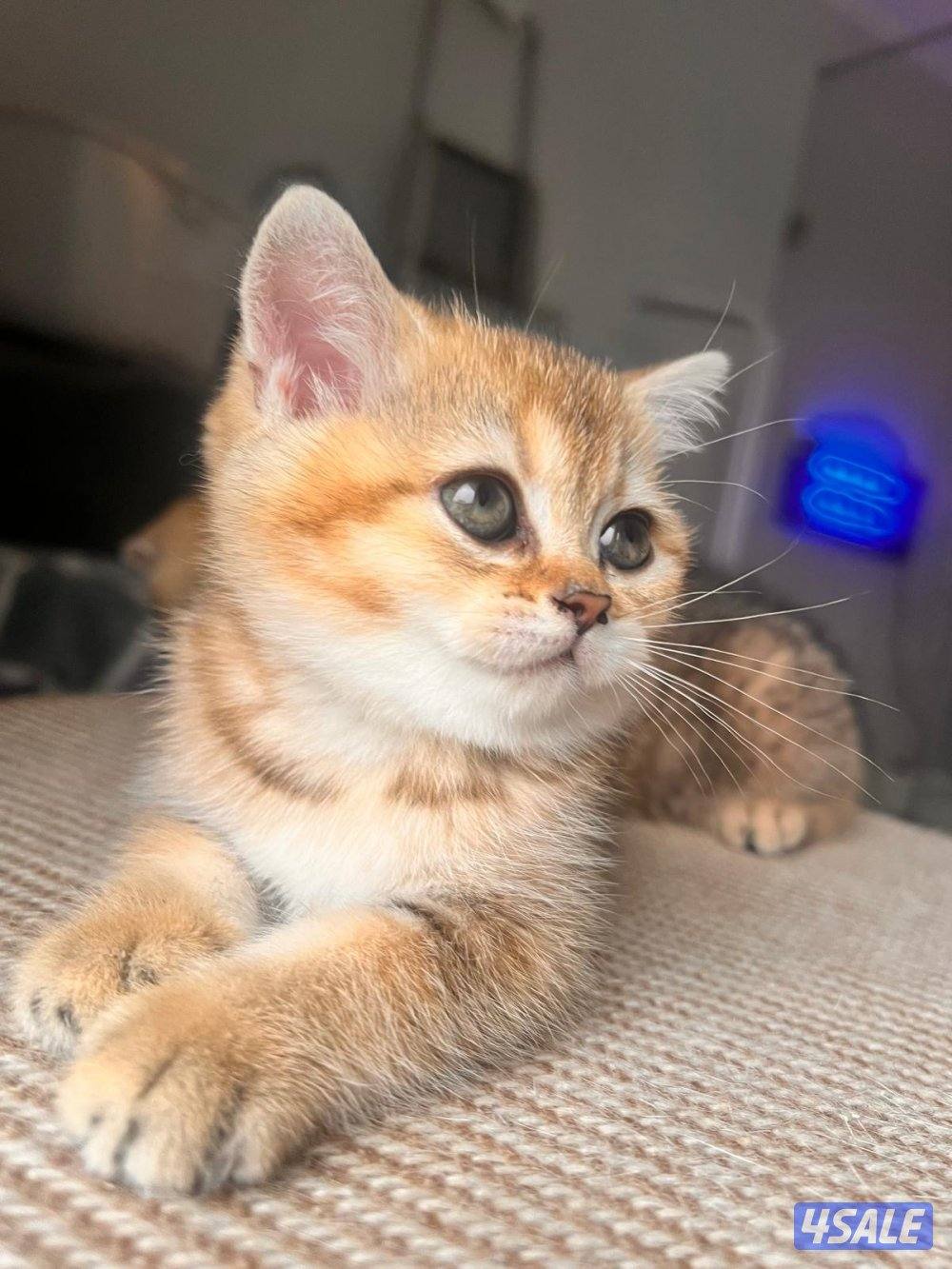 سكوتش ستريت من اب وام مسجلين2