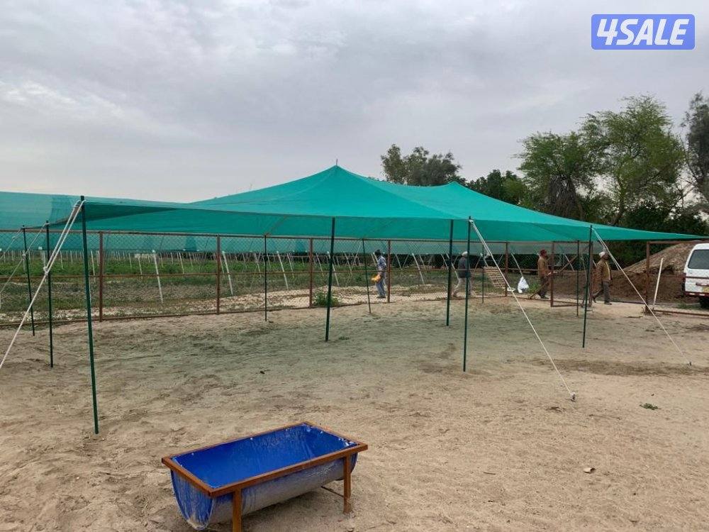 للبيع ظلال غنم كوري ٢طبق جديد1