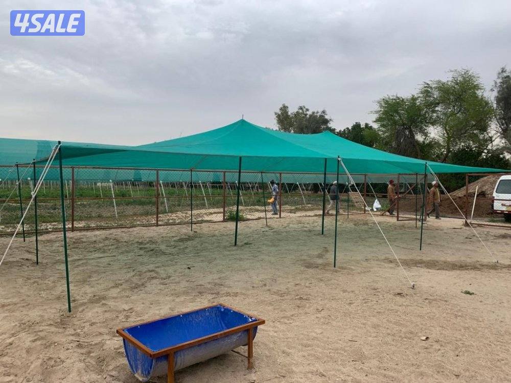 للبيع ظلال غنم كوري ٢طبق جديد0