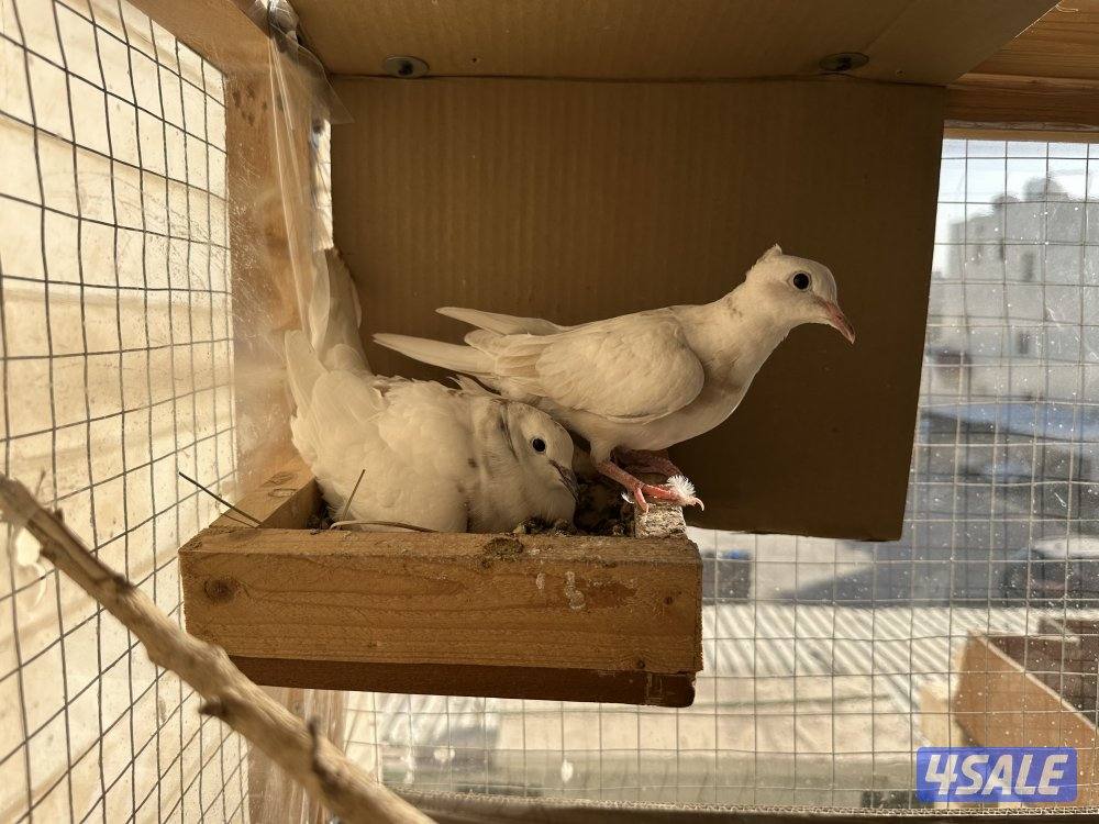 حمام مطوّق (ياكريم)0