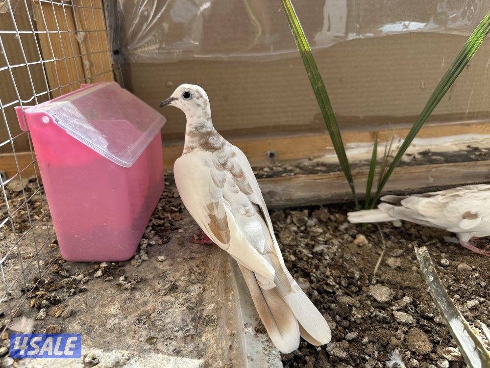 حمام مطوّق (ياكريم)1