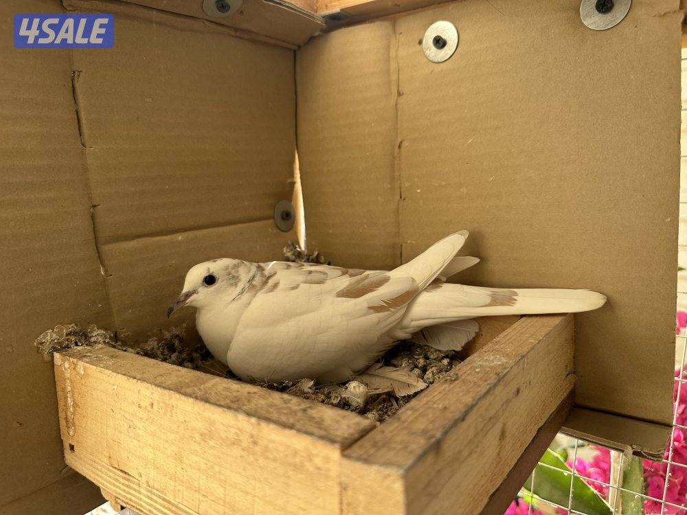 حمام مطوّق (ياكريم)2