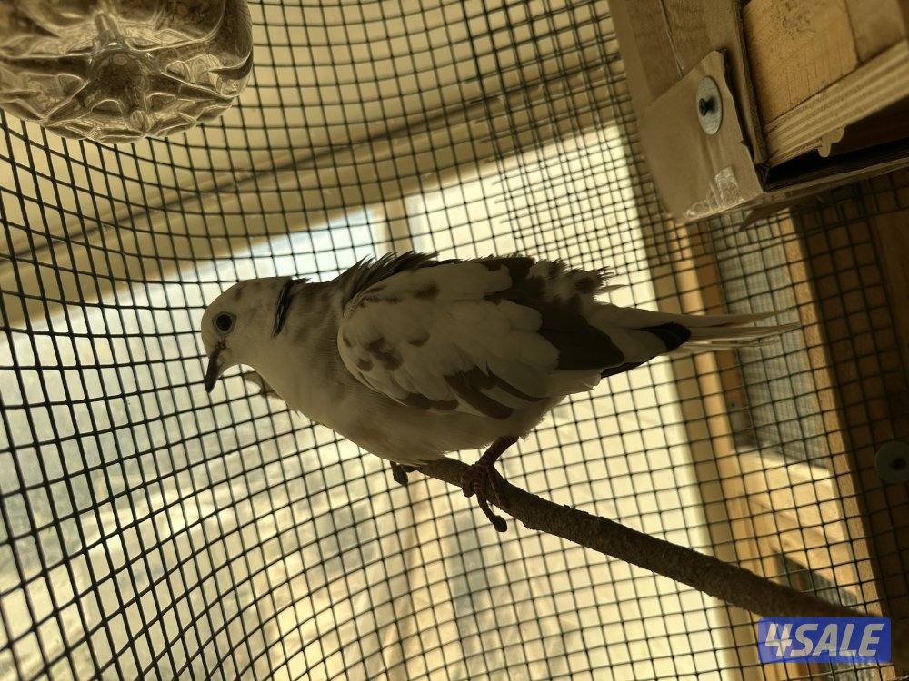 حمام مطوّق (ياكريم)3