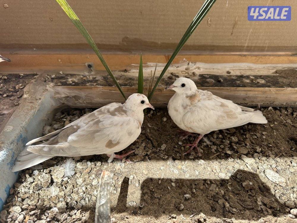 حمام مطوّق (ياكريم)4