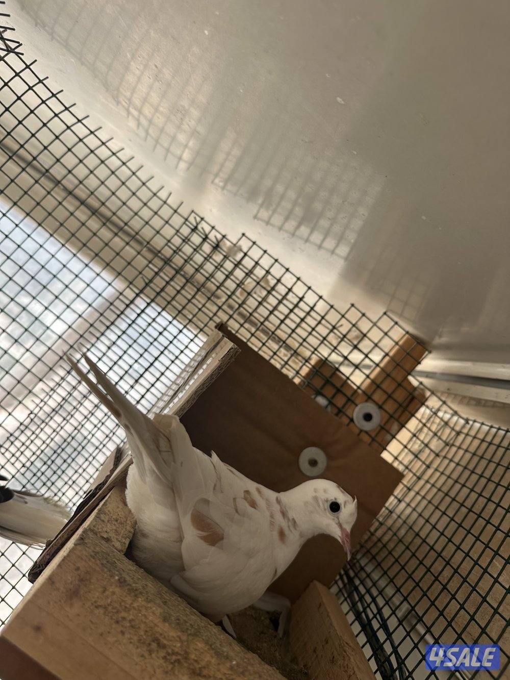 حمام مطوّق (ياكريم)5