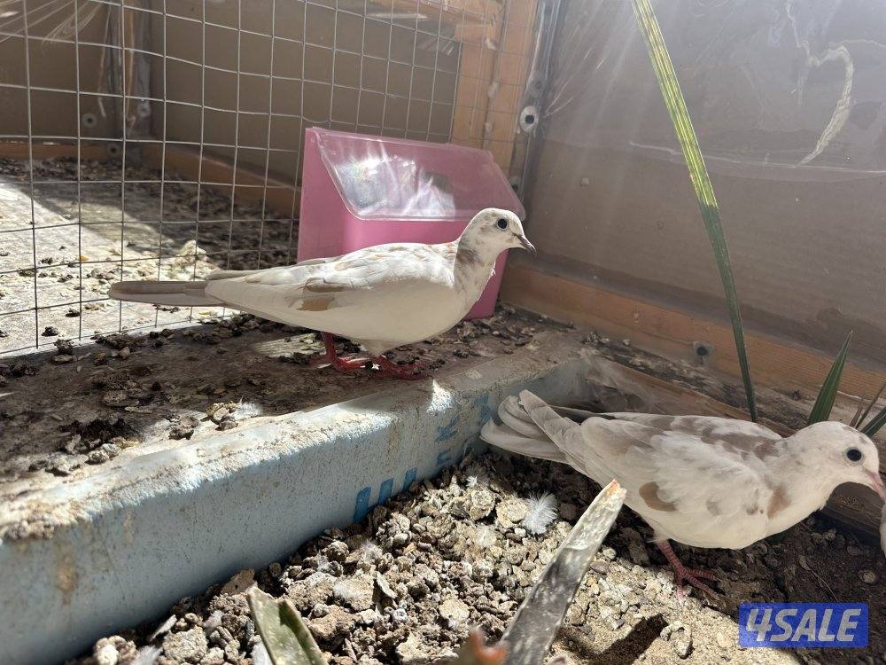 حمام مطوّق (ياكريم)6