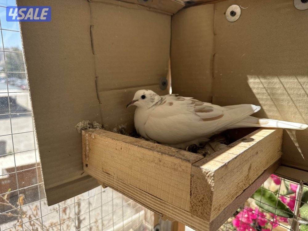 حمام مطوّق (ياكريم)7