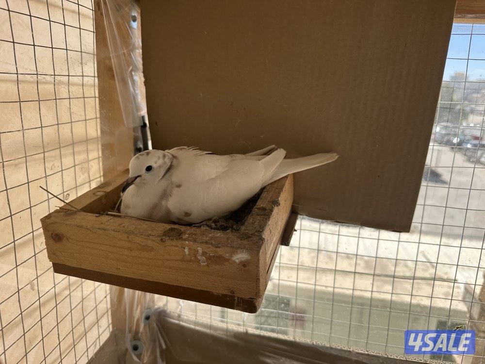 حمام مطوّق (ياكريم)8