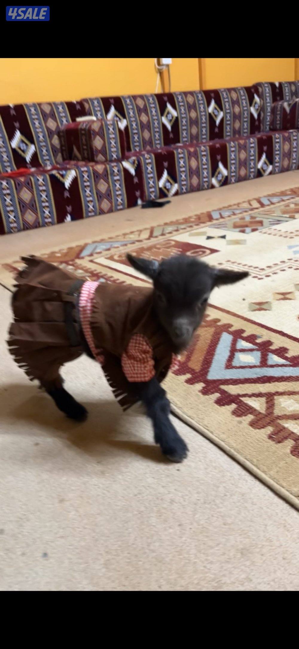 للبيع ماعز قزم جيكي ومكس  كبار منتجه وصغار مواليد0